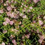 Cuscuta epithymumFlor