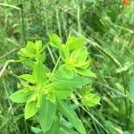 Euphorbia platyphyllos 叶