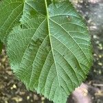 Tilia platyphyllos Leaf