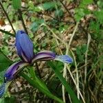 Iris graminea Flower