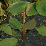 Potamogeton gramineus Flower