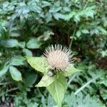 Cirsium oleraceumKwiat