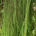 Dacrydium cupressinum Φύλλο