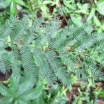 Acacia cornigera Leaf