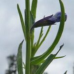 Salvia chamaedryoides Plante entière