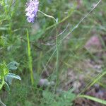 Scabiosa canescens फूल