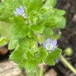 Veronica hederifolia Blatt