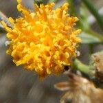 Bebbia juncea Bleunienn