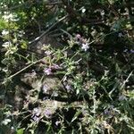 Plumbago europaea Blad