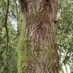 Abies concolor Rhisgl