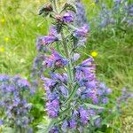 Echium vulgareFlower