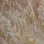 Trisetum paniceum 葉