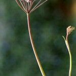 Bunium ferulaceum Flower