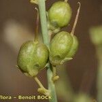 Acanthorrhinum ramosissimum Fruit