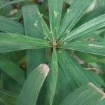 Cyperus albostriatus Leaf