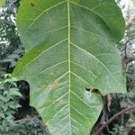 Vasconcellea quercifolia Leaf