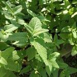 Teucrium hircanicum Leaf