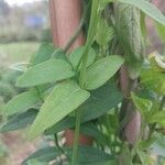 Jasminum beesianum Hoja