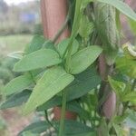 Jasminum beesianum Blad