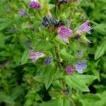 Echium rosulatum Habitus