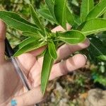 Cestrum diurnum Leaf