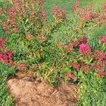 Lagerstroemia indica आदत