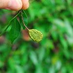 Cynometra mannii Frucht