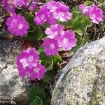 Primula hirsuta Flor