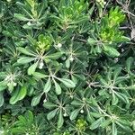 Pittosporum tobiraOther