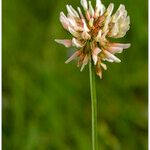 Trifolium pallescens Цвят