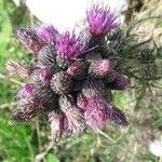 Cirsium palustre Flower