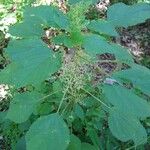 Laportea canadensis Leaf