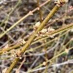 Forsythia intermedia Azala