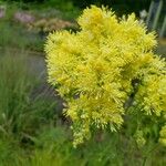 Thalictrum flavum 花