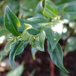 Sarcococca hookeriana Leaf