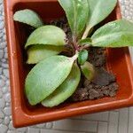 Kalanchoe ceratophylla Ліст