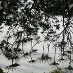Pinus virginiana Elinympäristö