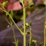 Trichostema dichotomum Corteza