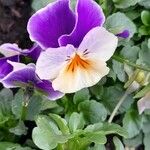 Viola × williamsii Flor