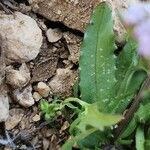 Valeriana coronata Deilen