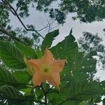 Brugmansia versicolorFlower