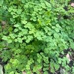 Thalictrum minus Leaf