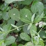 Stellaria alsine Blomma