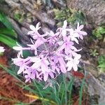 Tulbaghia violacea 花