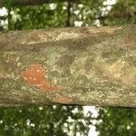 Pradosia ptychandra Bark