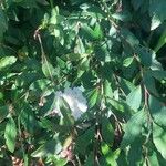 Spiraea cantoniensis Blatt