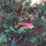 Dicliptera sexangularis Flor