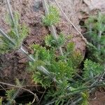 Lavandula multifida Blatt