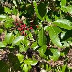 Ilex cassine Frucht