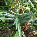 Lysimachia ephemerum Feuille
